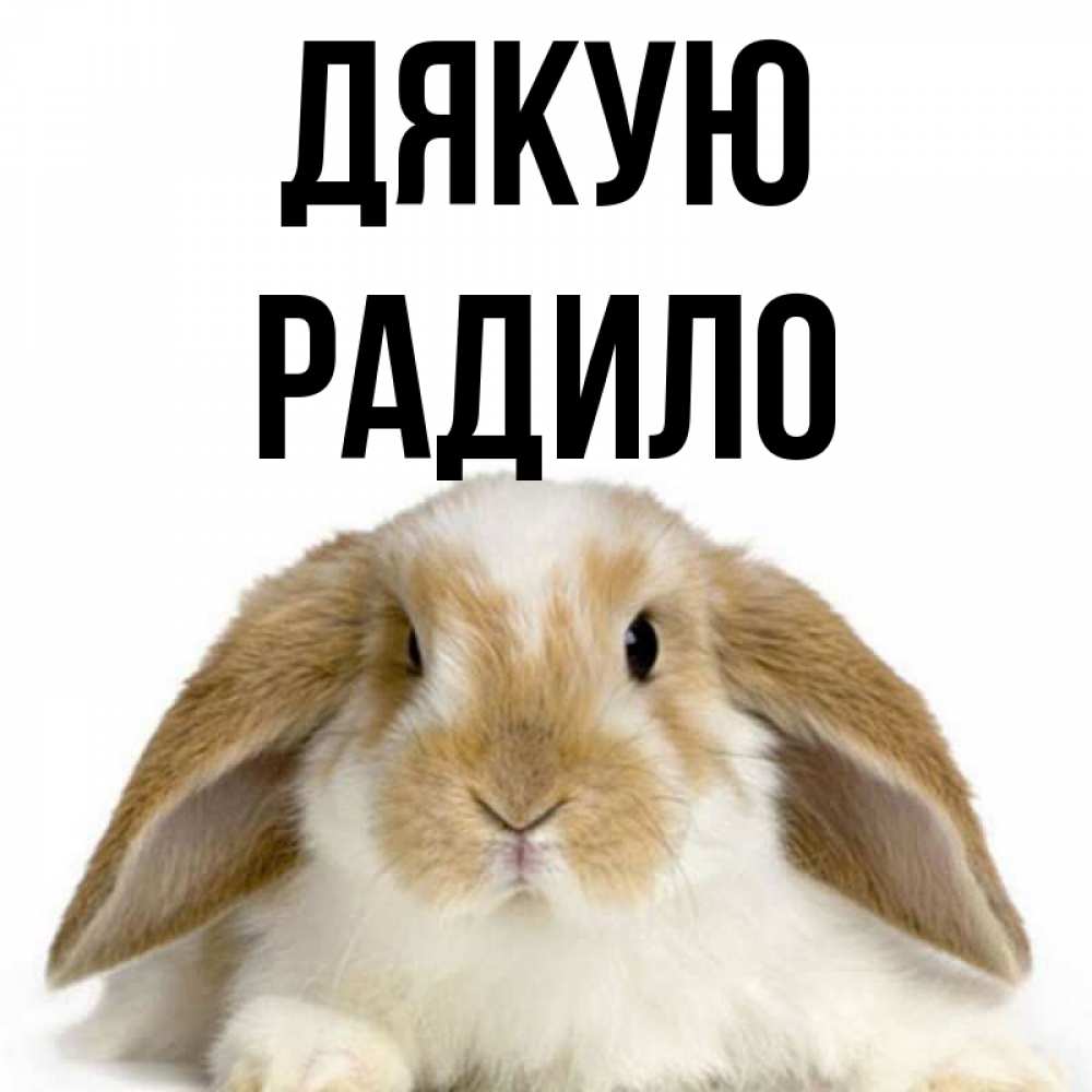 Открытка на каждый день з підписом, Радило Дякую коричнево белый заяц Прикольна листівка з побажанням онлайн скачати безкоштовно 
