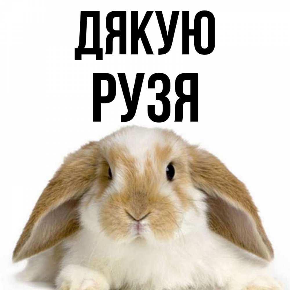 Открытка на каждый день з підписом, Рузя Дякую коричнево белый заяц Прикольна листівка з побажанням онлайн скачати безкоштовно 
