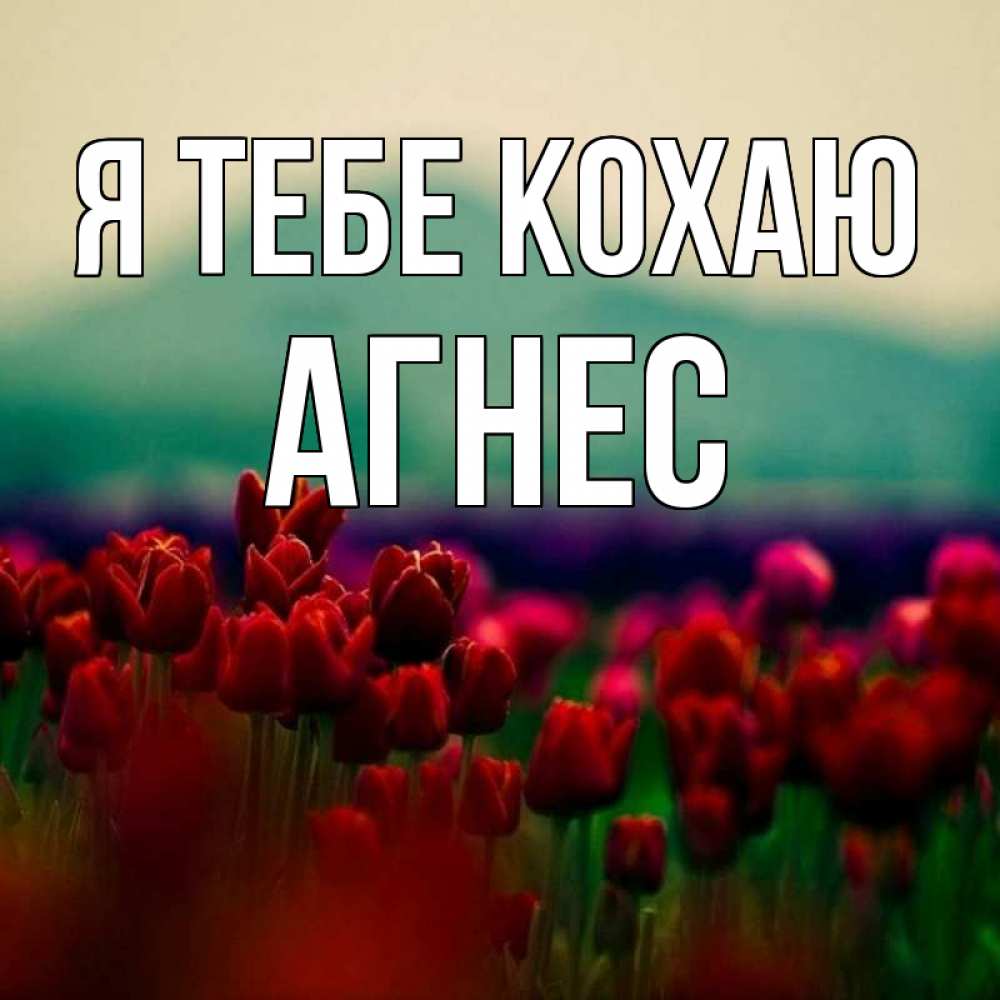 Открытка на каждый день з підписом, Агнес Я тебе кохаю тюльпаны 4 Прикольна листівка з побажанням онлайн скачати безкоштовно 