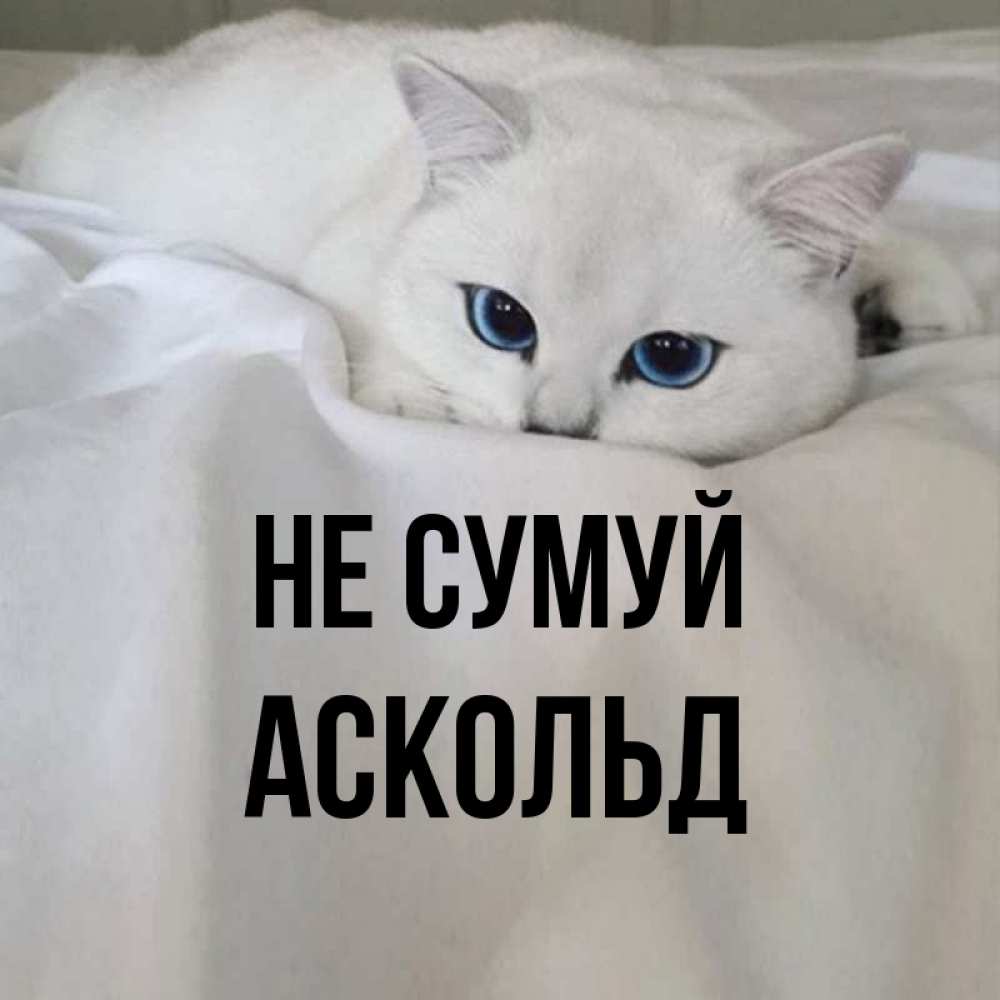 Открытка на каждый день з підписом, Аскольд Не сумуй Голубоглазая кошка Прикольна листівка з побажанням онлайн скачати безкоштовно 