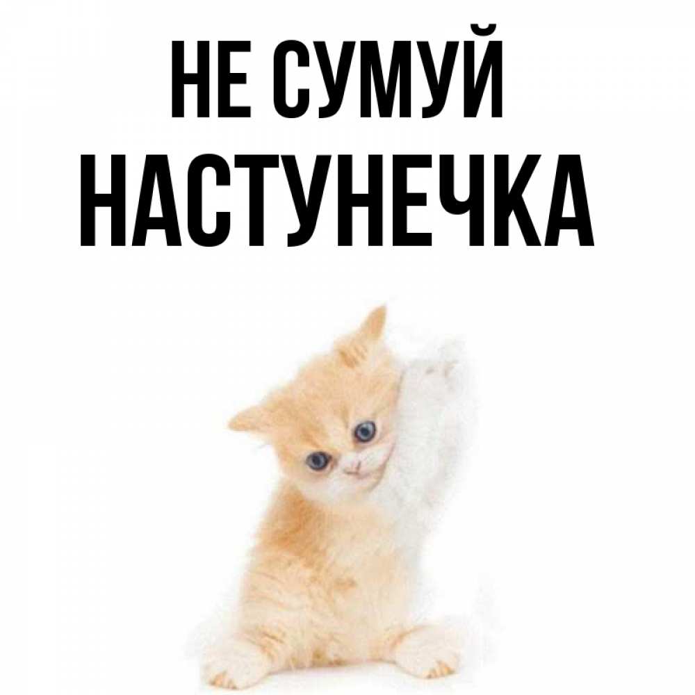 Открытка на каждый день з підписом, Настунечка Не сумуй просящий кот Прикольна листівка з побажанням онлайн скачати безкоштовно 