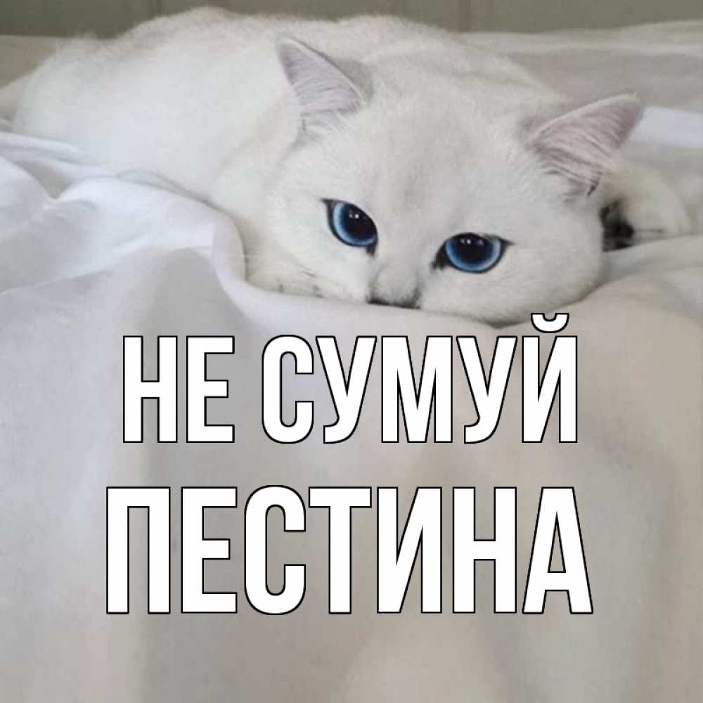 Открытка на каждый день з підписом, Пестина Не сумуй белый кот с голубыми глазами на белоснежной кровати Прикольна листівка з побажанням онлайн скачати безкоштовно 