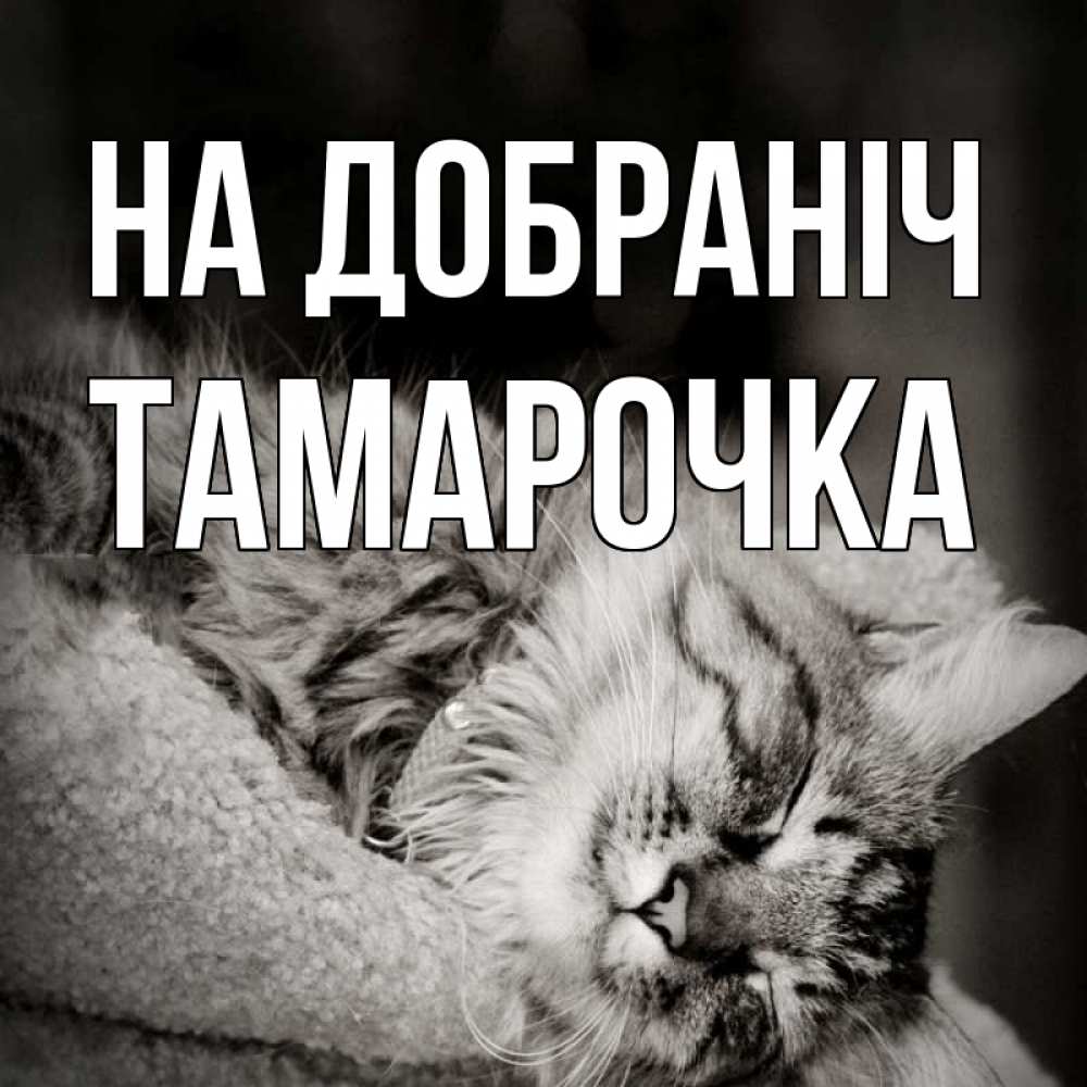 Открытка на каждый день з підписом, Тамарочка На добраніч котярик пушистый Прикольна листівка з побажанням онлайн скачати безкоштовно 