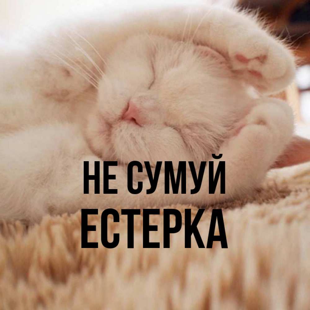 Открытка на каждый день з підписом, Естерка Не сумуй Котенок спит Прикольна листівка з побажанням онлайн скачати безкоштовно 