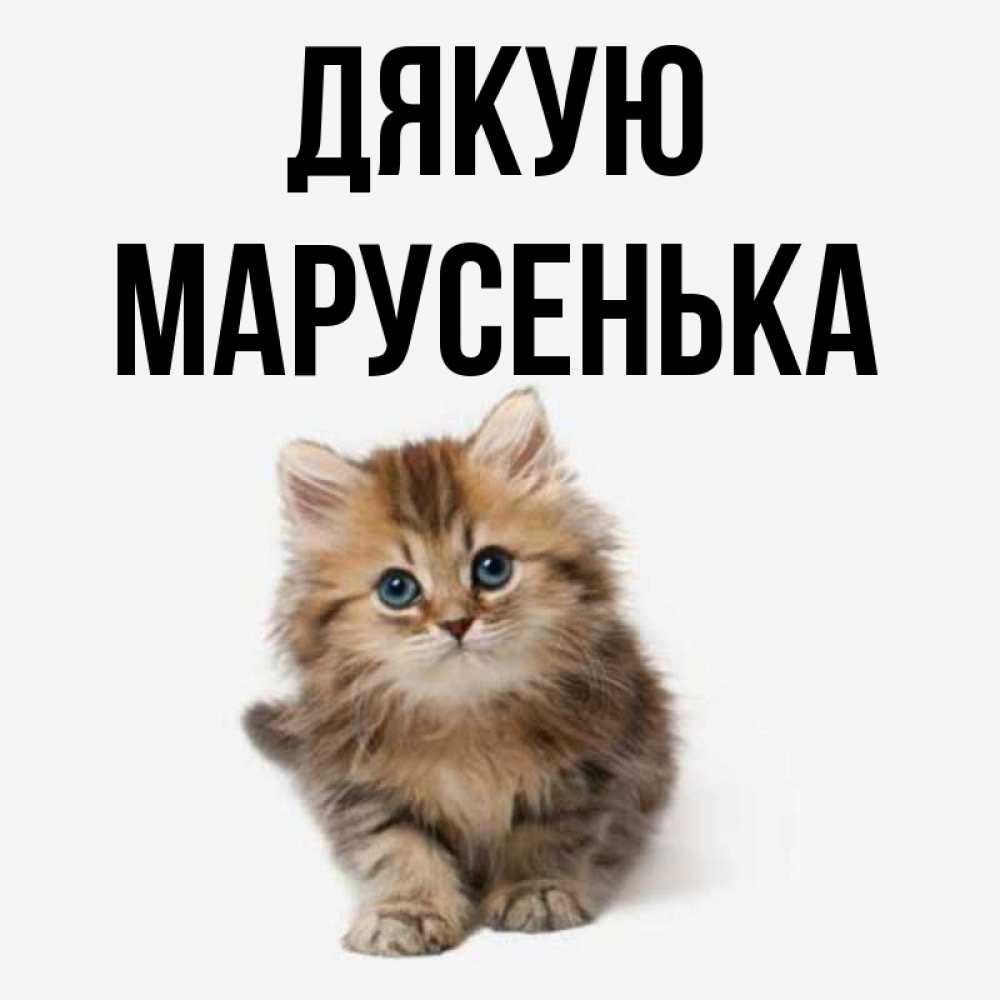 Открытка на каждый день з підписом, Марусенька Дякую пушистый котик Прикольна листівка з побажанням онлайн скачати безкоштовно 