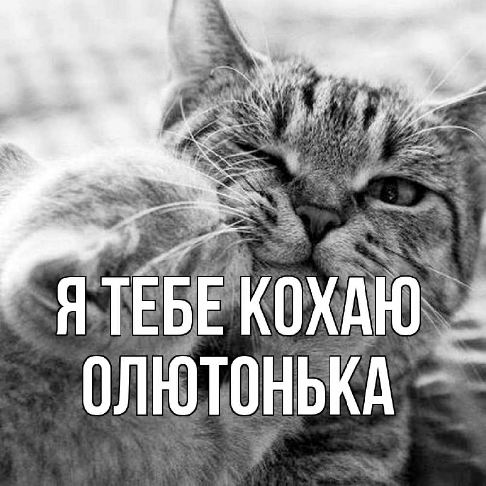 Открытка на каждый день з підписом, Олютонька Я тебе кохаю коты Прикольна листівка з побажанням онлайн скачати безкоштовно 