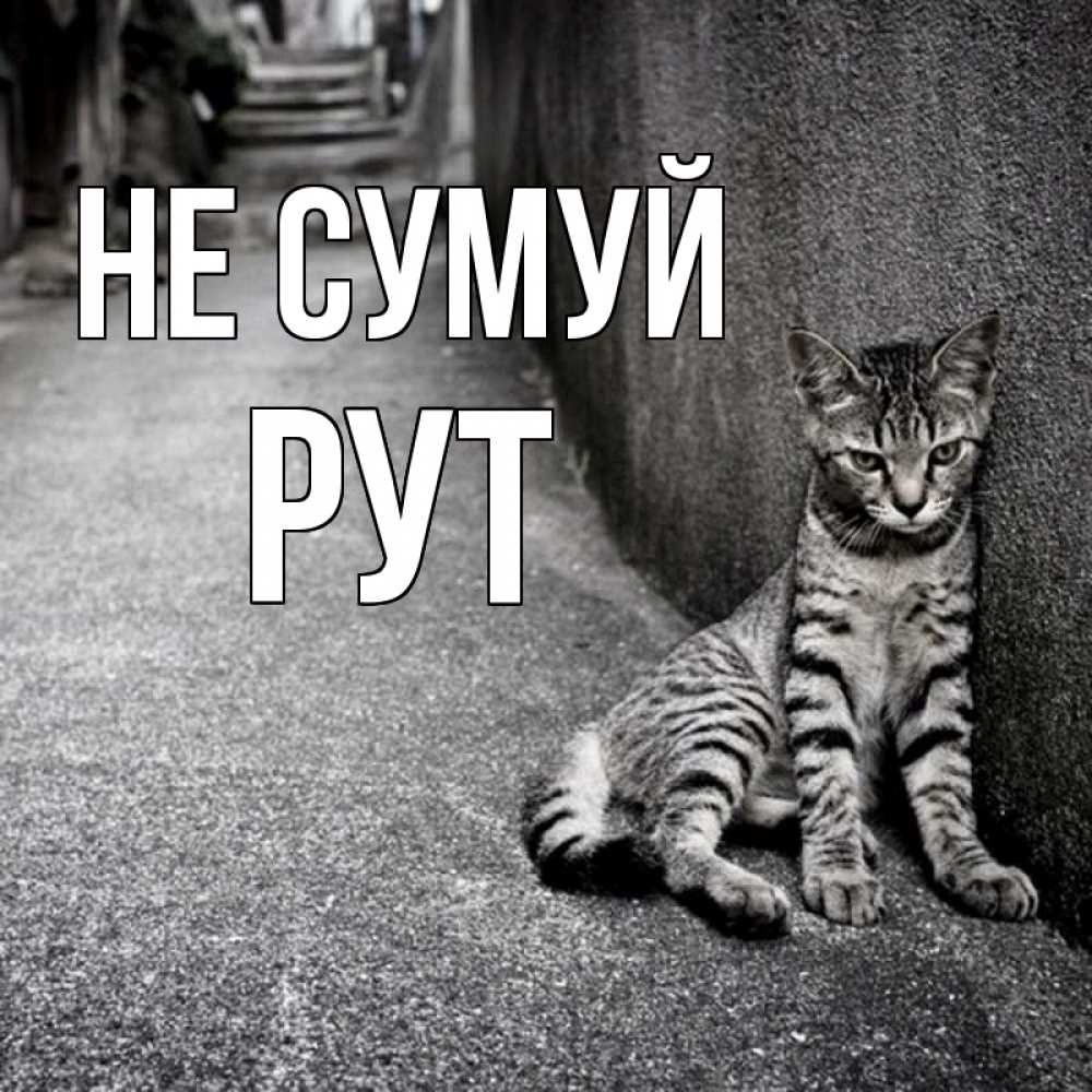 Открытка на каждый день з підписом, Рут Не сумуй скучающий котик Прикольна листівка з побажанням онлайн скачати безкоштовно 