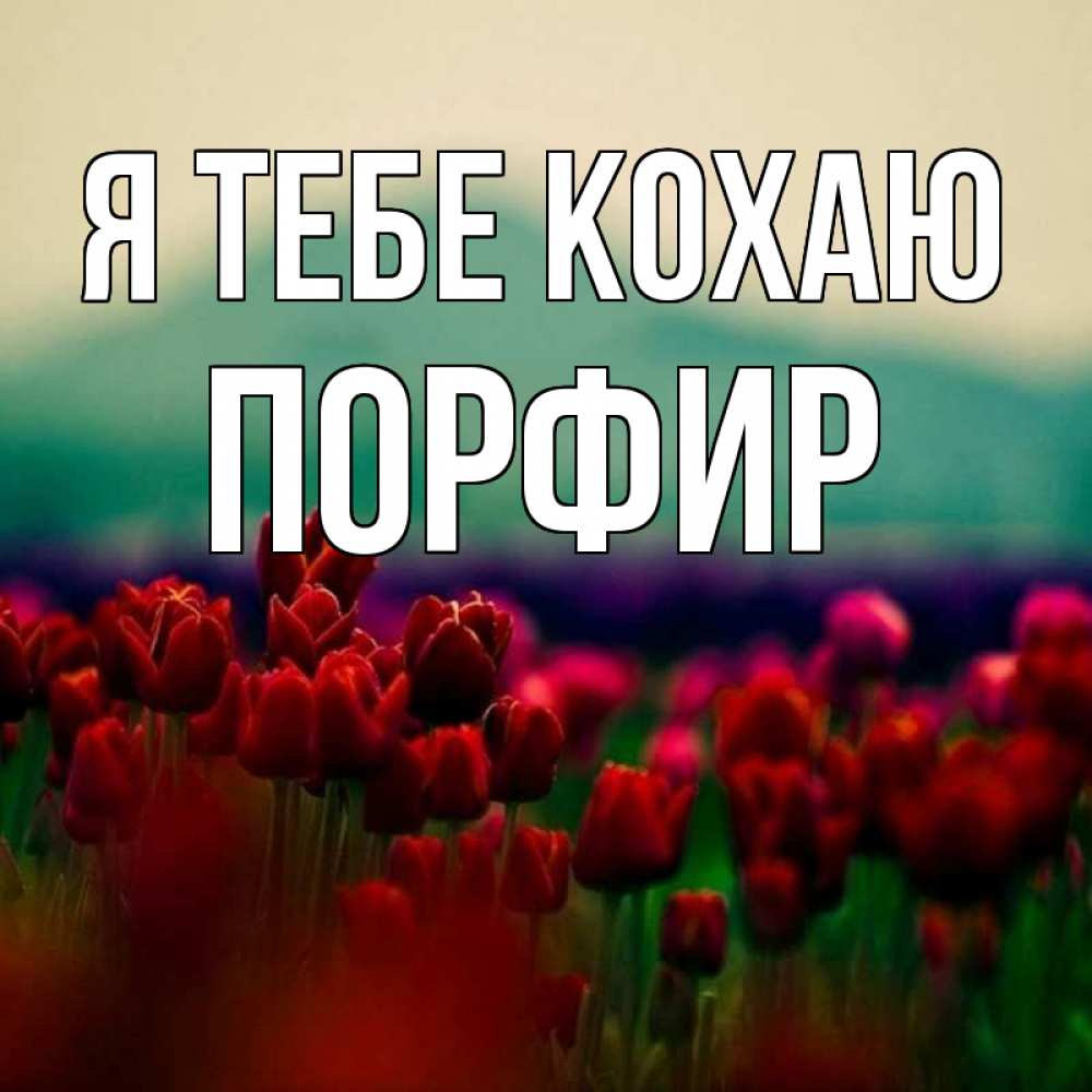 Открытка на каждый день з підписом, Порфир Я тебе кохаю тюльпаны 4 Прикольна листівка з побажанням онлайн скачати безкоштовно 
