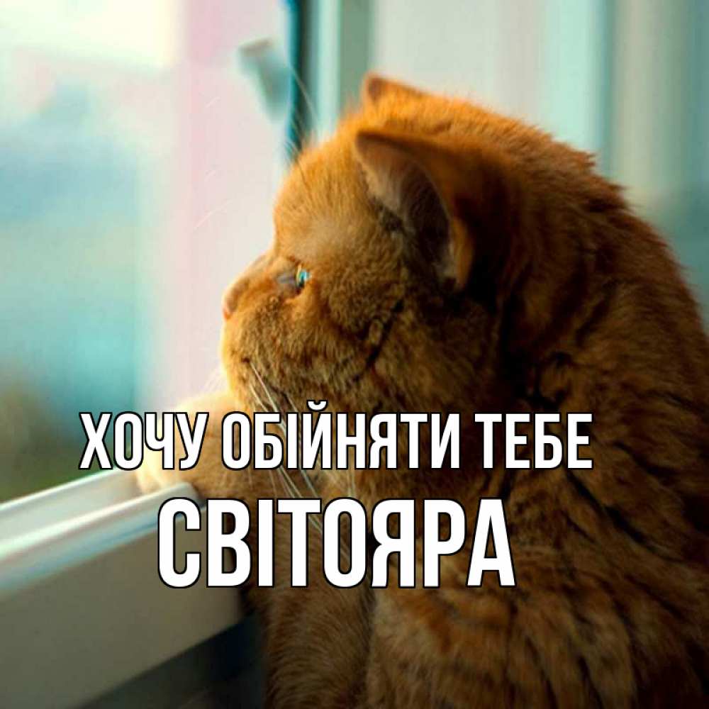 Открытка на каждый день з підписом, Світояра Хочу обійняти тебе большой огромный рыжий котяра Прикольна листівка з побажанням онлайн скачати безкоштовно 