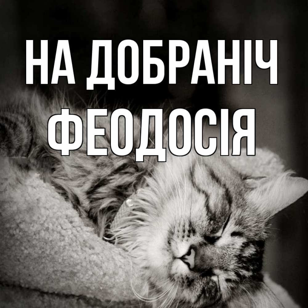 Открытка на каждый день з підписом, Феодосія На добраніч котярик пушистый Прикольна листівка з побажанням онлайн скачати безкоштовно 