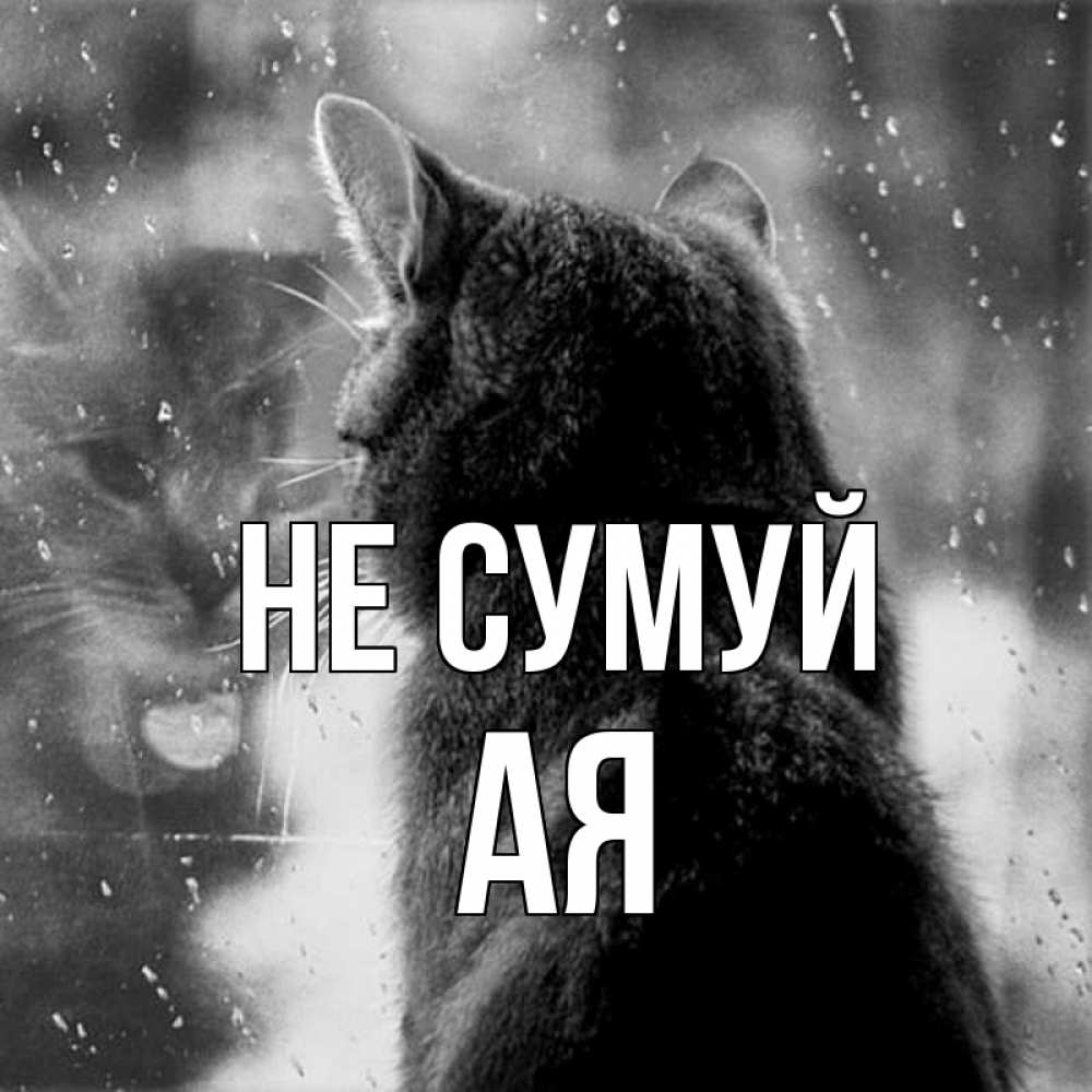 Открытка на каждый день з підписом, Ая Не сумуй отражение кота 1 Прикольна листівка з побажанням онлайн скачати безкоштовно 