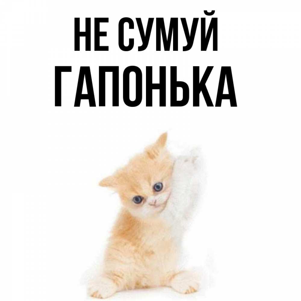 Открытка на каждый день з підписом, Гапонька Не сумуй просящий кот Прикольна листівка з побажанням онлайн скачати безкоштовно 