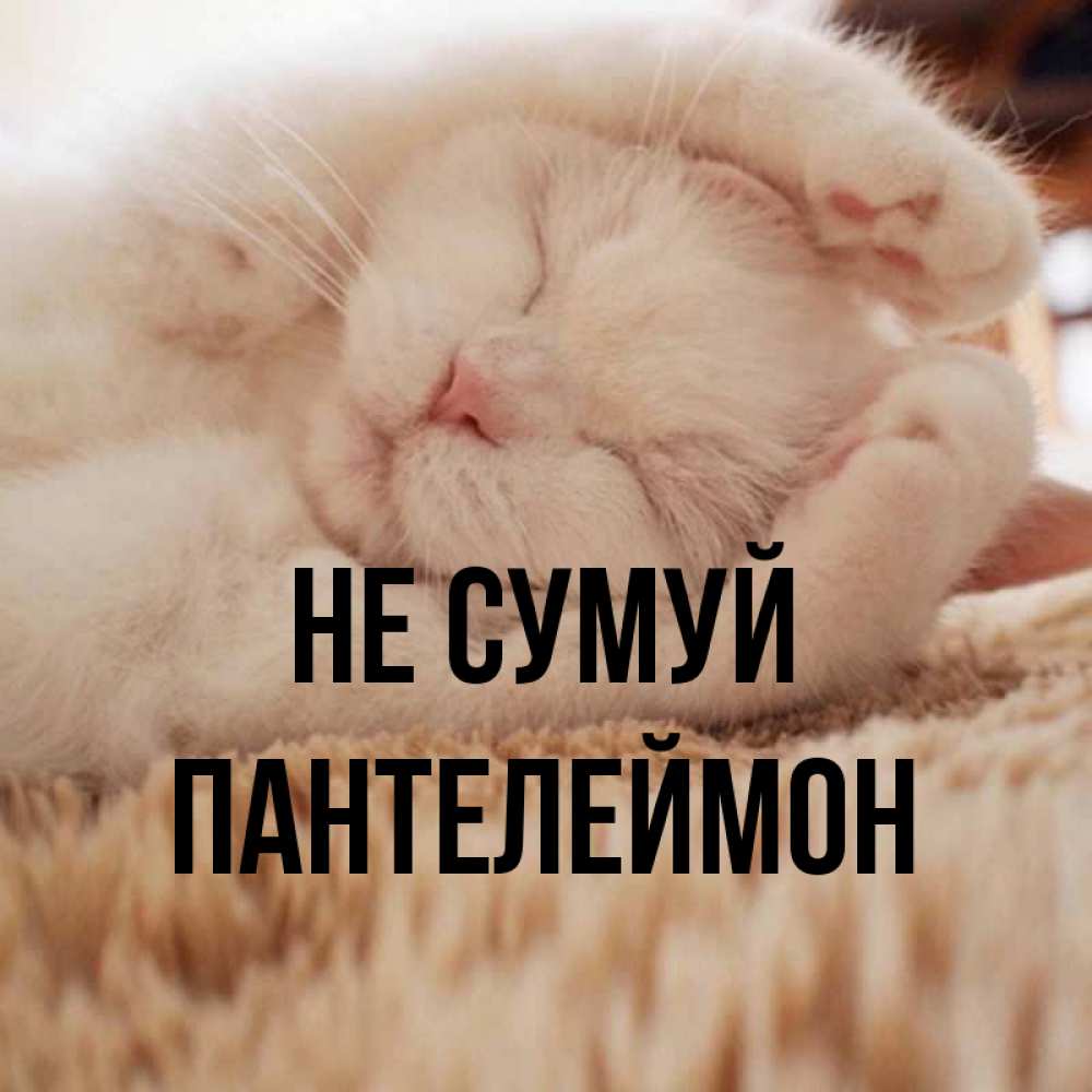 Открытка на каждый день з підписом, Пантелеймон Не сумуй Котенок спит Прикольна листівка з побажанням онлайн скачати безкоштовно 