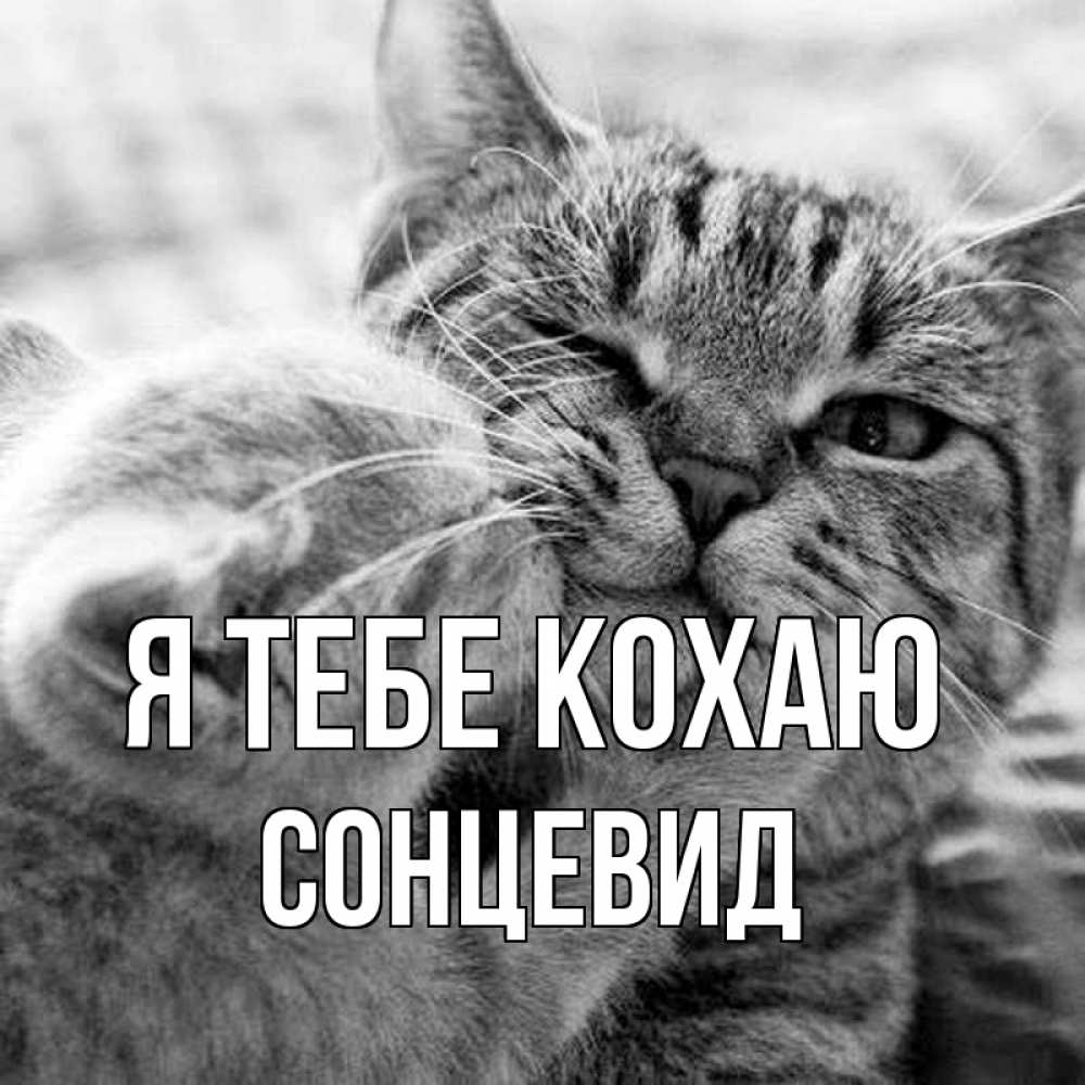 Открытка на каждый день з підписом, Сонцевид Я тебе кохаю коты Прикольна листівка з побажанням онлайн скачати безкоштовно 