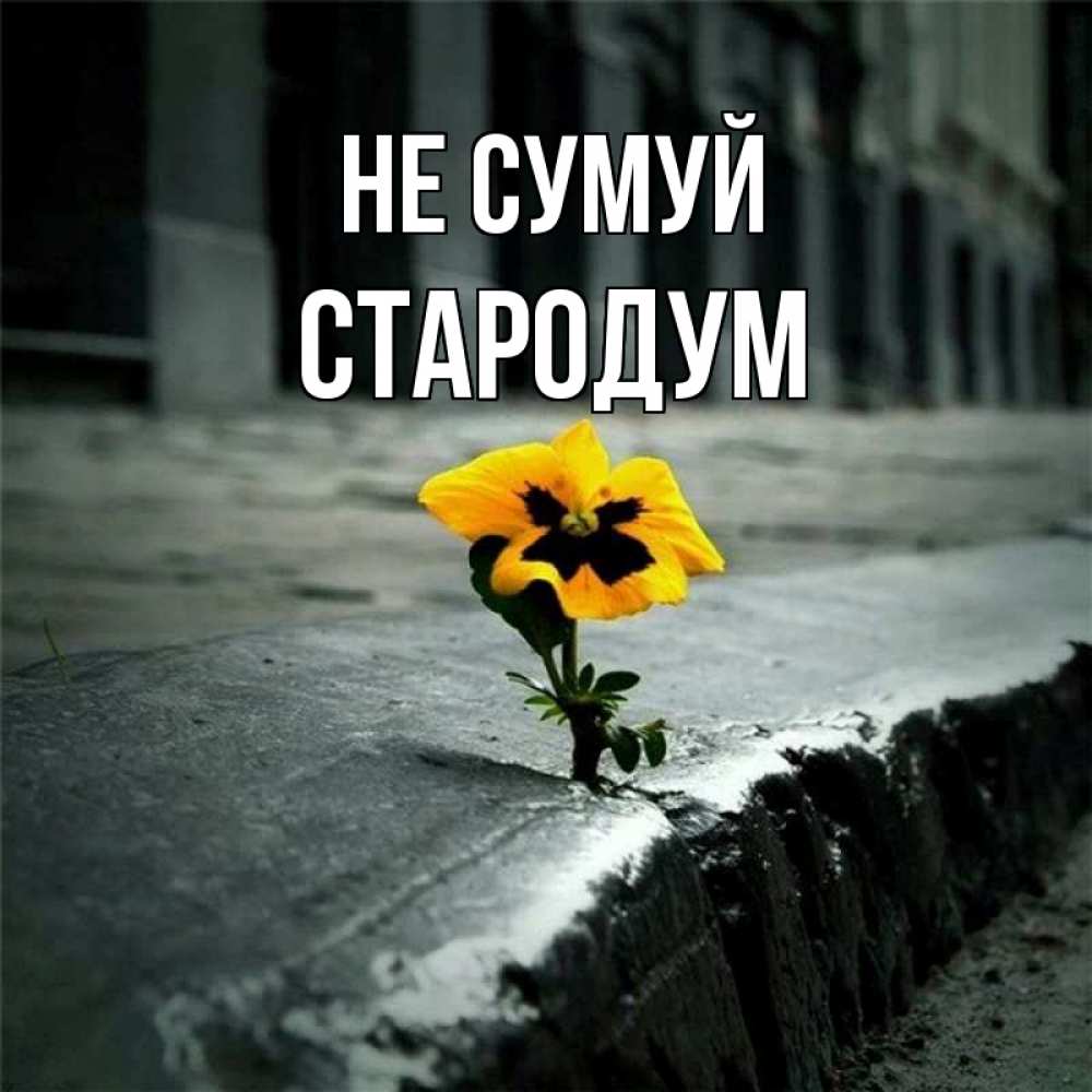 Открытка на каждый день з підписом, Стародум Не сумуй не сдавайся Прикольна листівка з побажанням онлайн скачати безкоштовно 