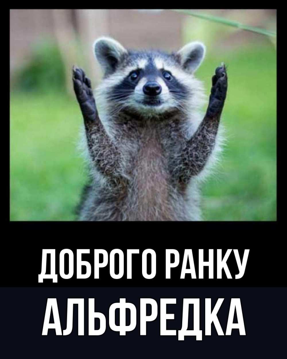 Открытка на каждый день з підписом, Альфредка Доброго ранку хорошее настроение утречком Прикольна листівка з побажанням онлайн скачати безкоштовно 