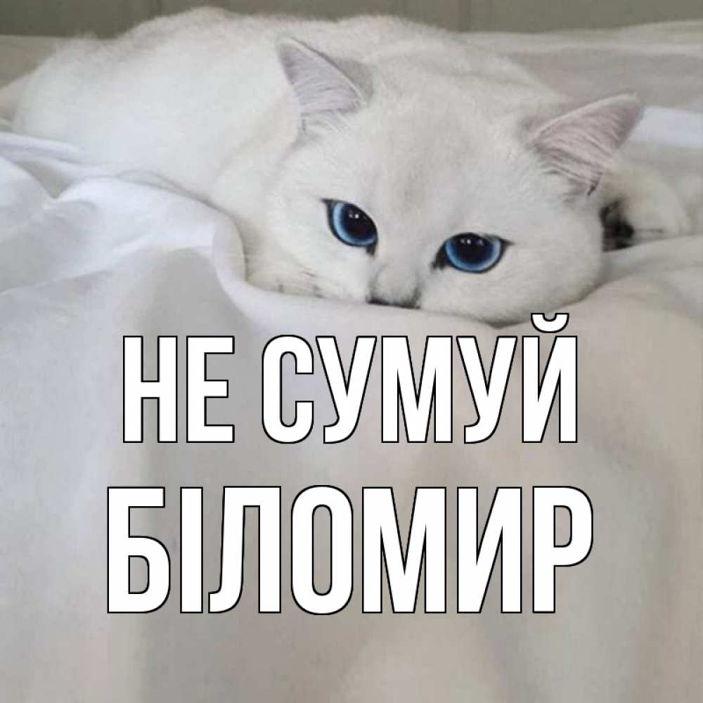 Открытка на каждый день з підписом, Біломир Не сумуй белый кот с голубыми глазами на белоснежной кровати Прикольна листівка з побажанням онлайн скачати безкоштовно 