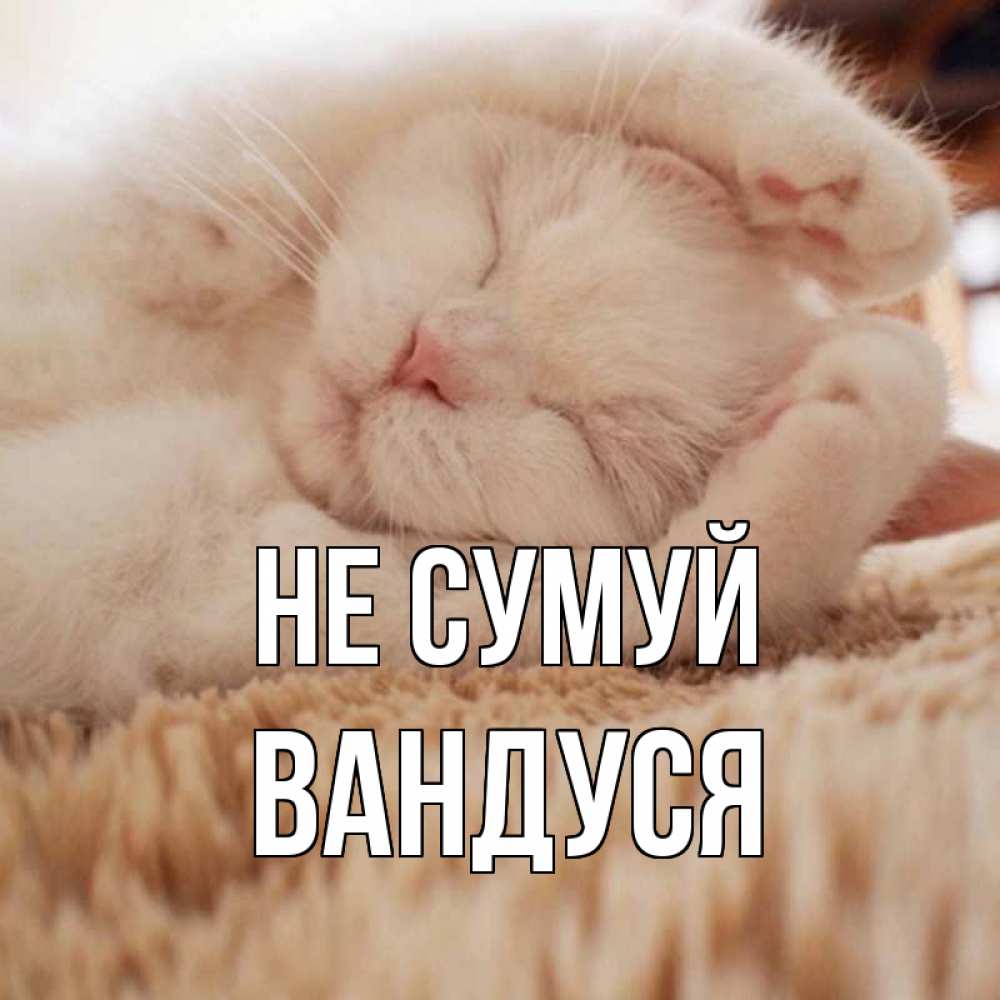 Открытка на каждый день з підписом, Вандуся Не сумуй белый кот Прикольна листівка з побажанням онлайн скачати безкоштовно 