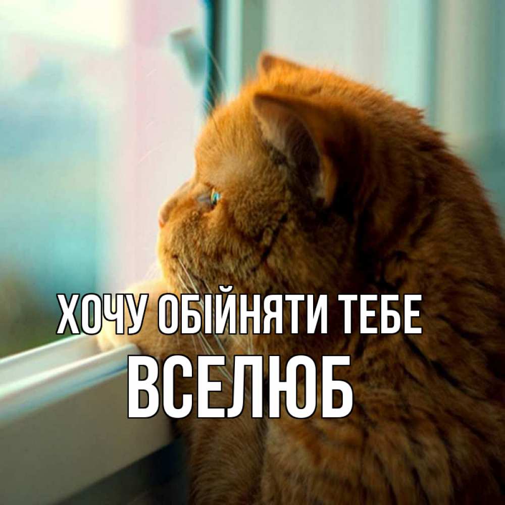Открытка на каждый день з підписом, Вселюб Хочу обійняти тебе большой огромный рыжий котяра Прикольна листівка з побажанням онлайн скачати безкоштовно 