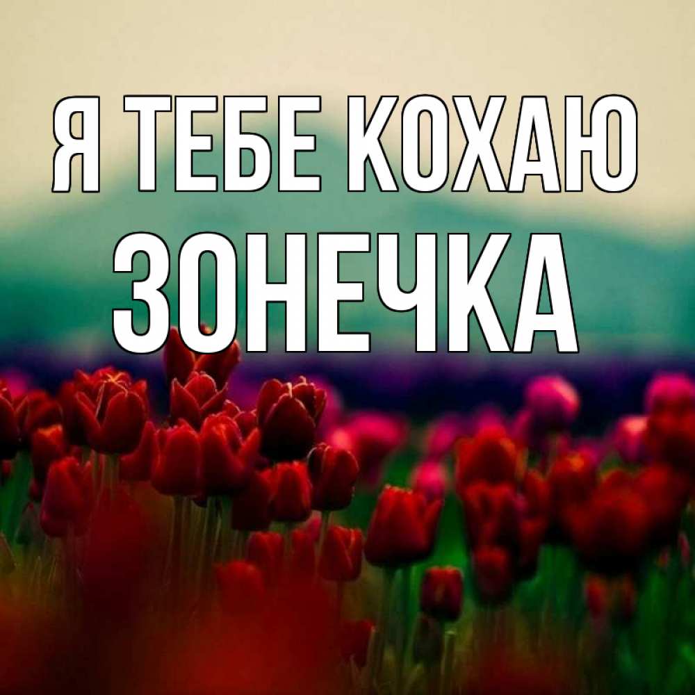 Открытка на каждый день з підписом, Зонечка Я тебе кохаю тюльпаны 4 Прикольна листівка з побажанням онлайн скачати безкоштовно 