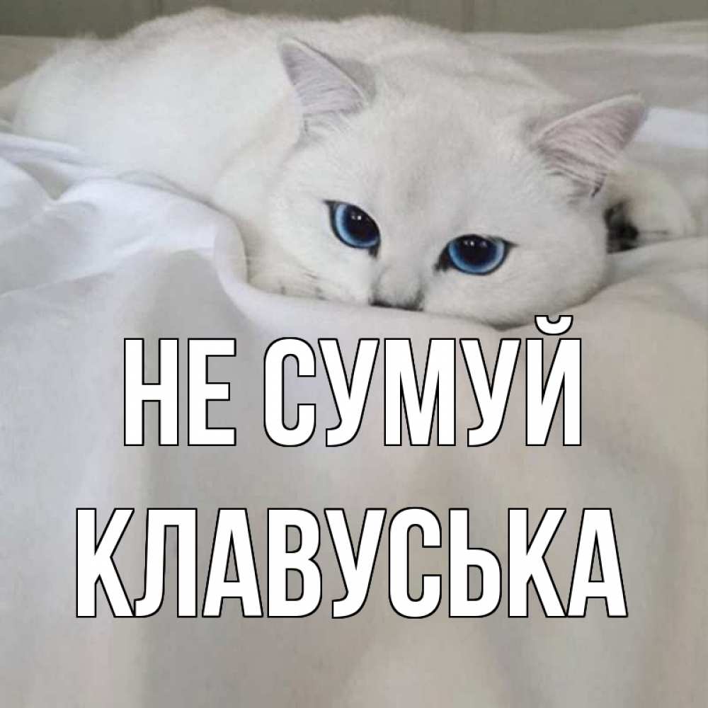 Открытка на каждый день з підписом, Клавуська Не сумуй белый кот с голубыми глазами на белоснежной кровати Прикольна листівка з побажанням онлайн скачати безкоштовно 