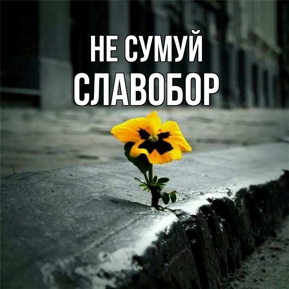 Открытка на каждый день з підписом, Славобор Не сумуй не сдавайся Прикольна листівка з побажанням онлайн скачати безкоштовно 