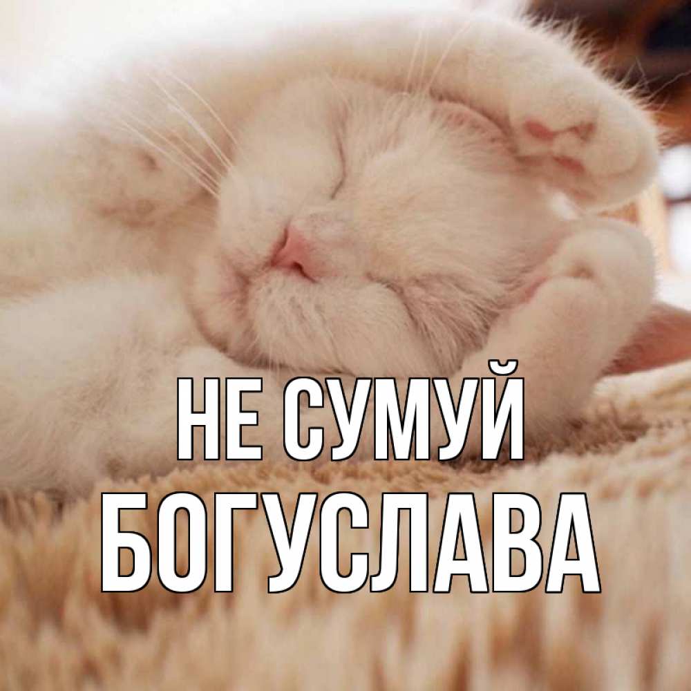 Открытка на каждый день з підписом, Богуслава Не сумуй белый кот Прикольна листівка з побажанням онлайн скачати безкоштовно 