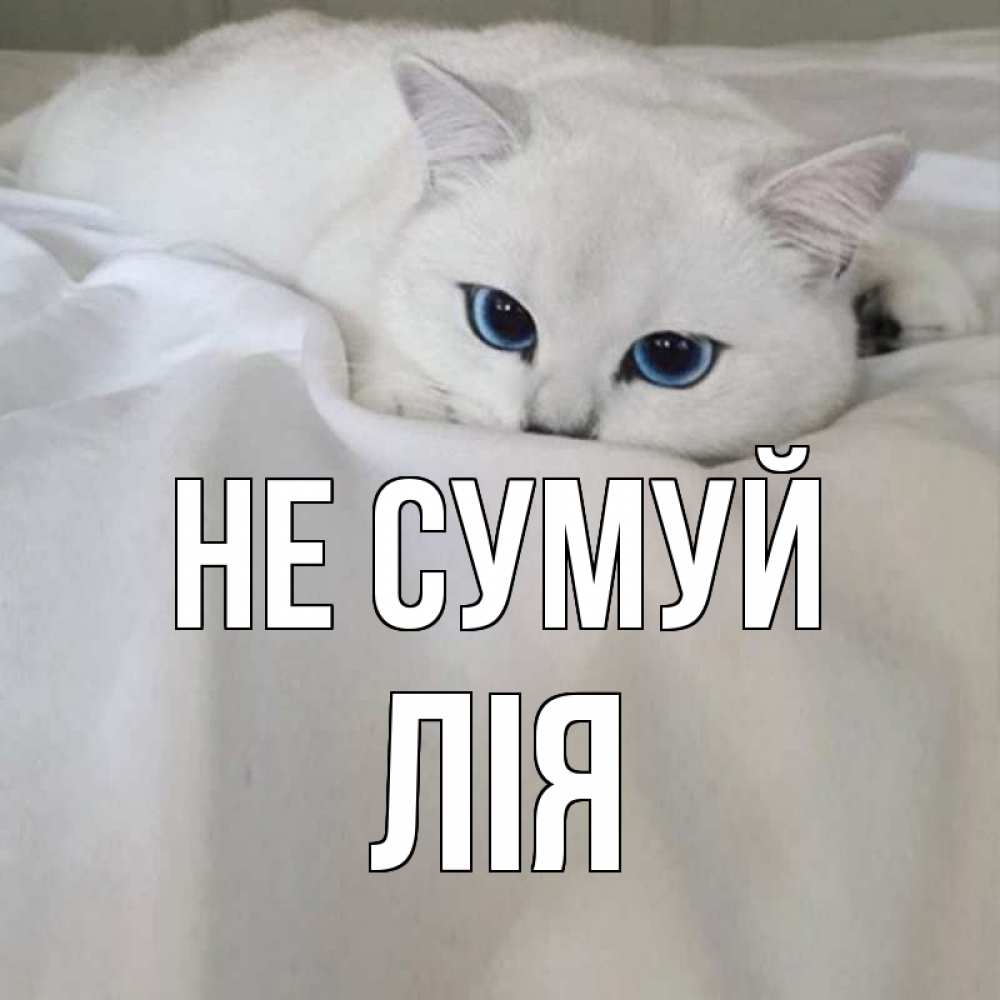 Открытка на каждый день з підписом, Лія Не сумуй белый кот с голубыми глазами на белоснежной кровати Прикольна листівка з побажанням онлайн скачати безкоштовно 