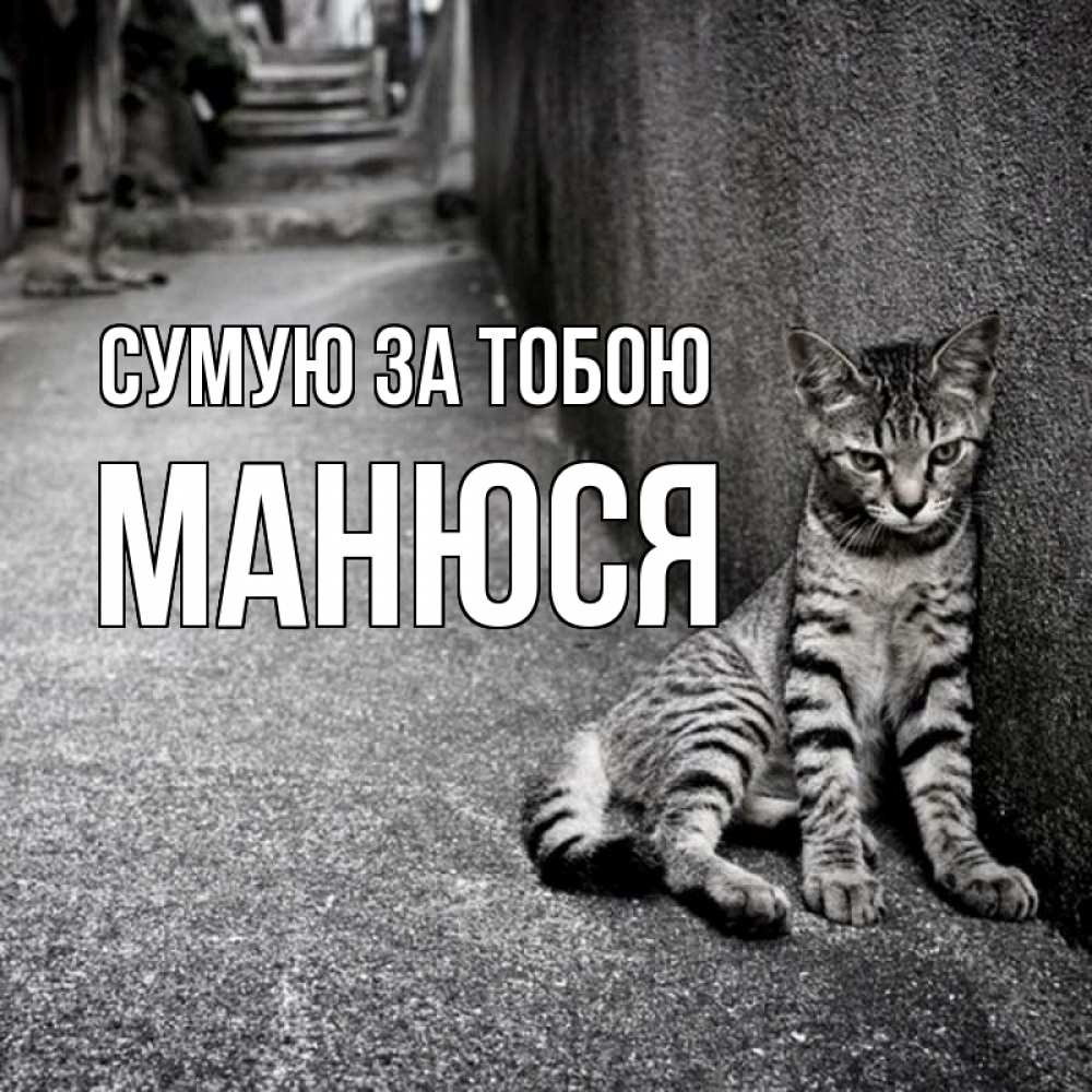 Открытка на каждый день з підписом, Манюся Сумую за тобою одиноко котику Прикольна листівка з побажанням онлайн скачати безкоштовно 