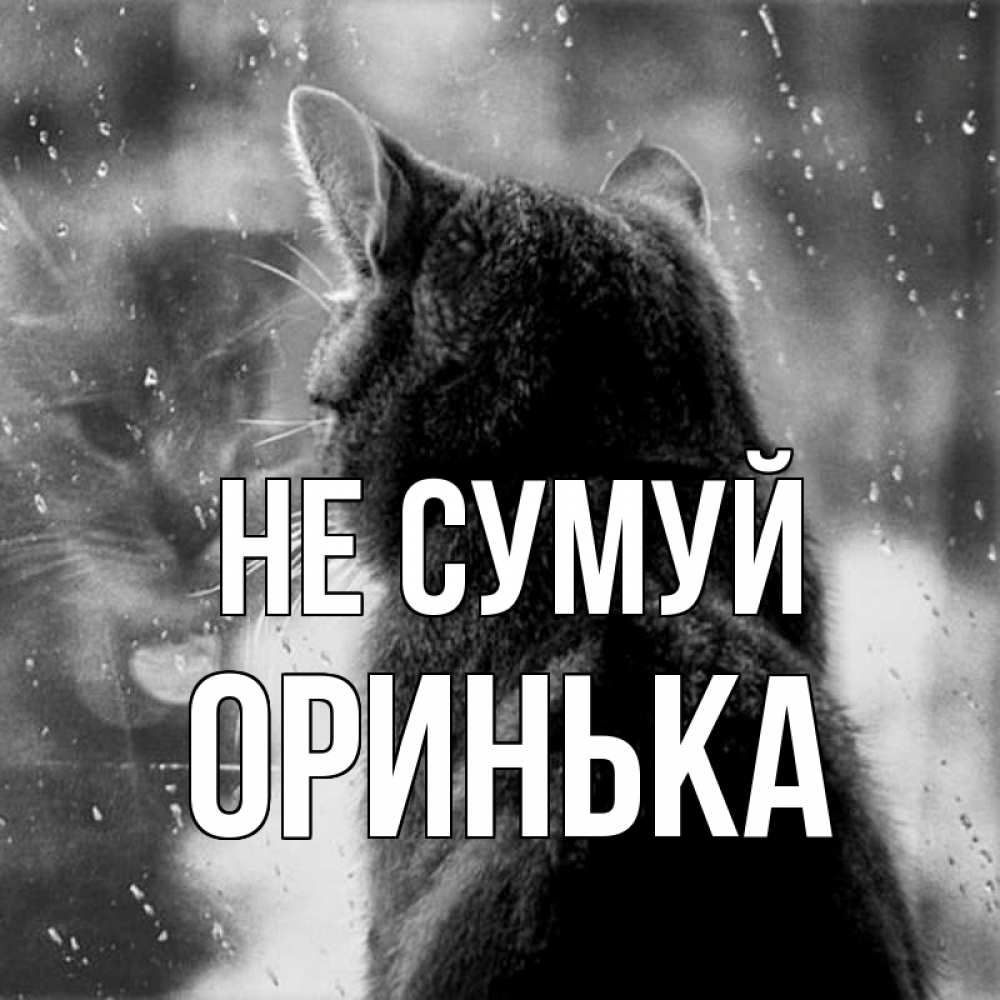 Открытка на каждый день з підписом, Оринька Не сумуй отражение кота 1 Прикольна листівка з побажанням онлайн скачати безкоштовно 