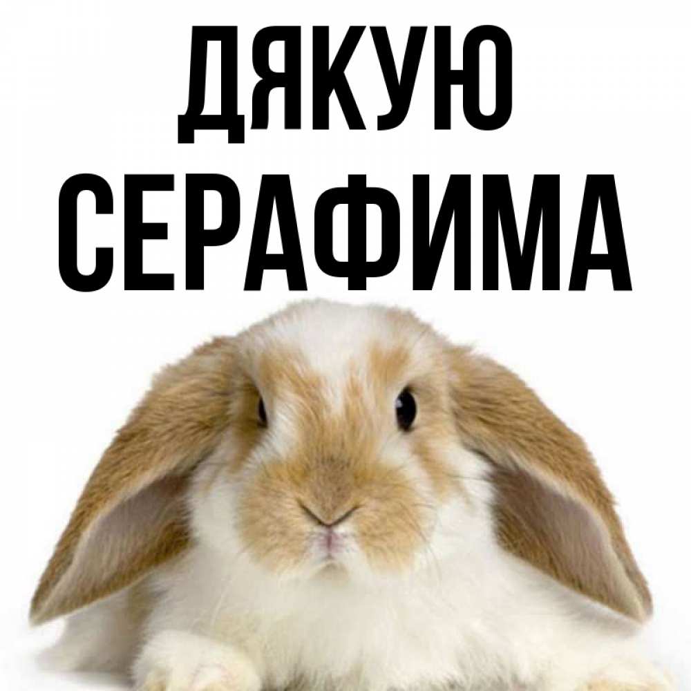 Открытка на каждый день з підписом, Серафима Дякую коричнево белый заяц Прикольна листівка з побажанням онлайн скачати безкоштовно 