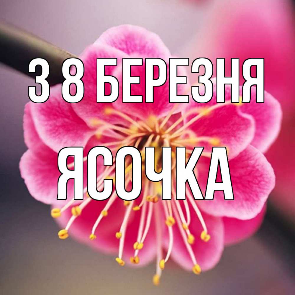 Открытка на каждый день з підписом, Ясочка З 8 БЕРЕЗНЯ цветы Прикольна листівка з побажанням онлайн скачати безкоштовно 