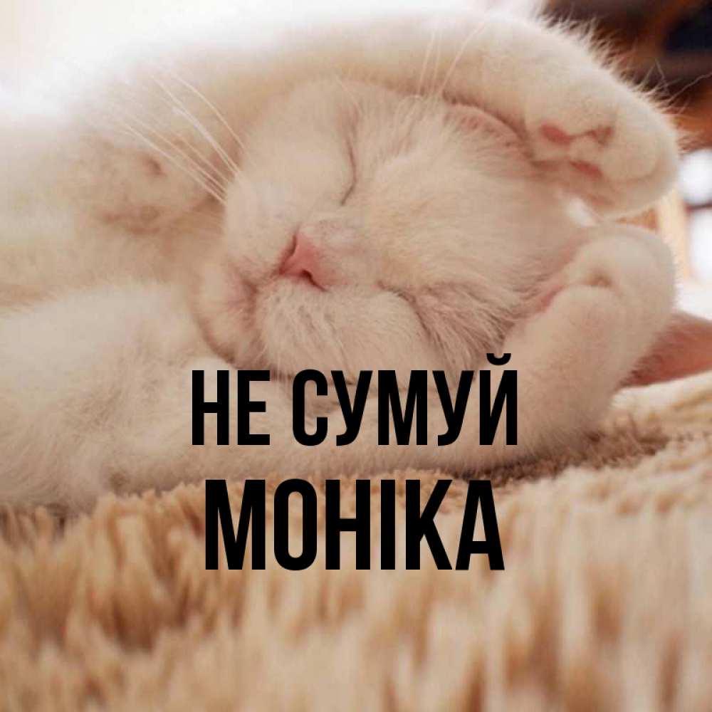 Открытка на каждый день з підписом, Моніка Не сумуй Котенок спит Прикольна листівка з побажанням онлайн скачати безкоштовно 