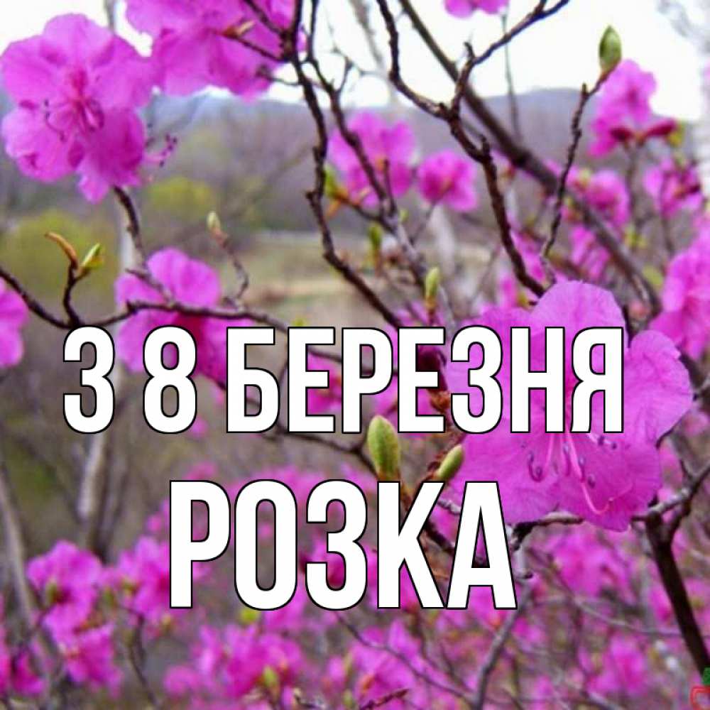 Открытка на каждый день з підписом, Розка З 8 БЕРЕЗНЯ международный женский день Прикольна листівка з побажанням онлайн скачати безкоштовно 