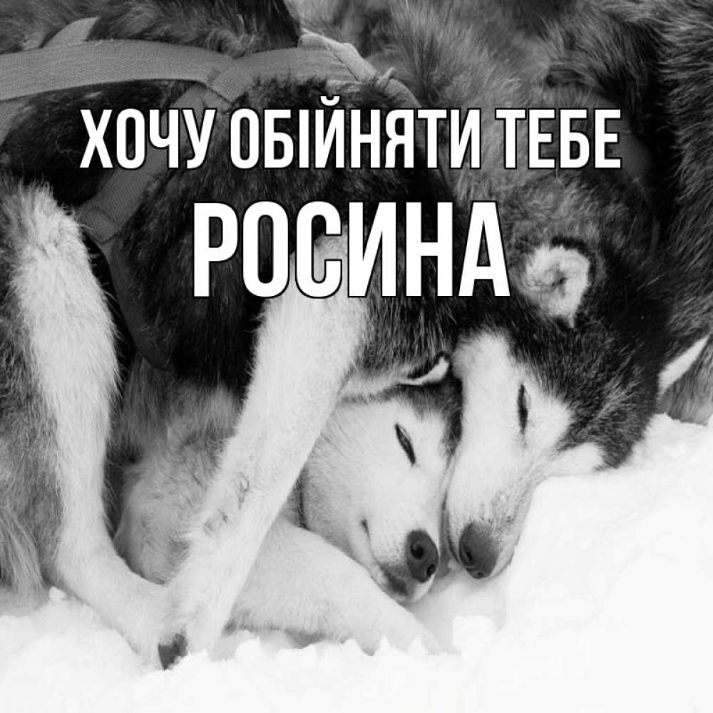 Открытка на каждый день з підписом, Росина Хочу обійняти тебе собачки в упряжке Прикольна листівка з побажанням онлайн скачати безкоштовно 