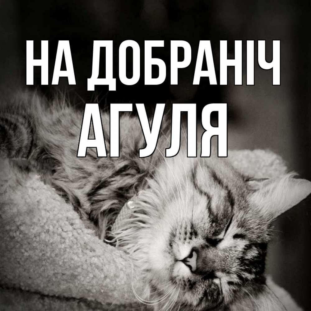 Открытка на каждый день з підписом, Агуля На добраніч котярик пушистый Прикольна листівка з побажанням онлайн скачати безкоштовно 