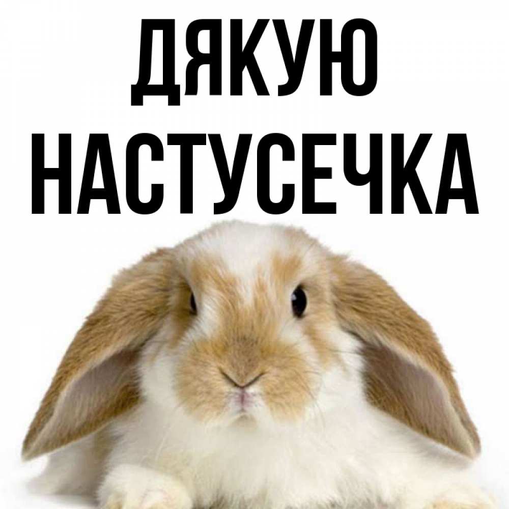 Открытка на каждый день з підписом, Настусечка Дякую коричнево белый заяц Прикольна листівка з побажанням онлайн скачати безкоштовно 