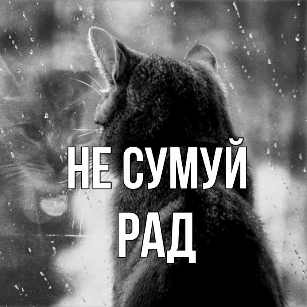 Открытка на каждый день з підписом, Рад Не сумуй отражение кота 1 Прикольна листівка з побажанням онлайн скачати безкоштовно 