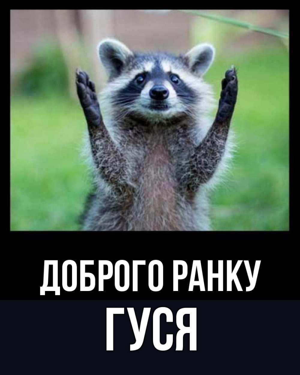 Открытка на каждый день з підписом, Гуся Доброго ранку хорошее настроение утречком Прикольна листівка з побажанням онлайн скачати безкоштовно 