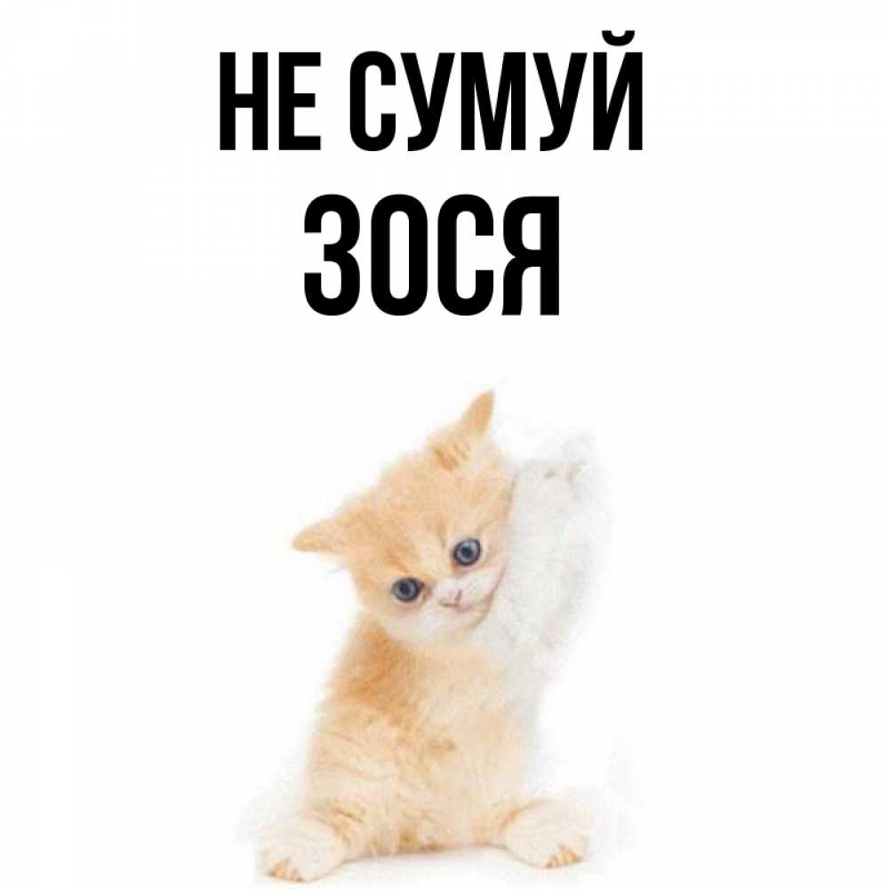 Открытка на каждый день з підписом, Зося Не сумуй просящий кот Прикольна листівка з побажанням онлайн скачати безкоштовно 