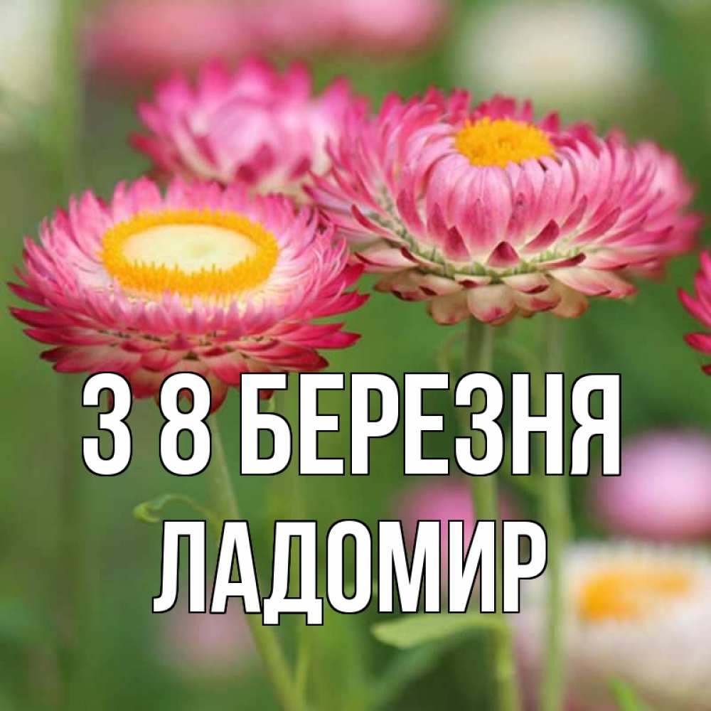Открытка на каждый день з підписом, Ладомир З 8 БЕРЕЗНЯ подарок на международный женский день Прикольна листівка з побажанням онлайн скачати безкоштовно 