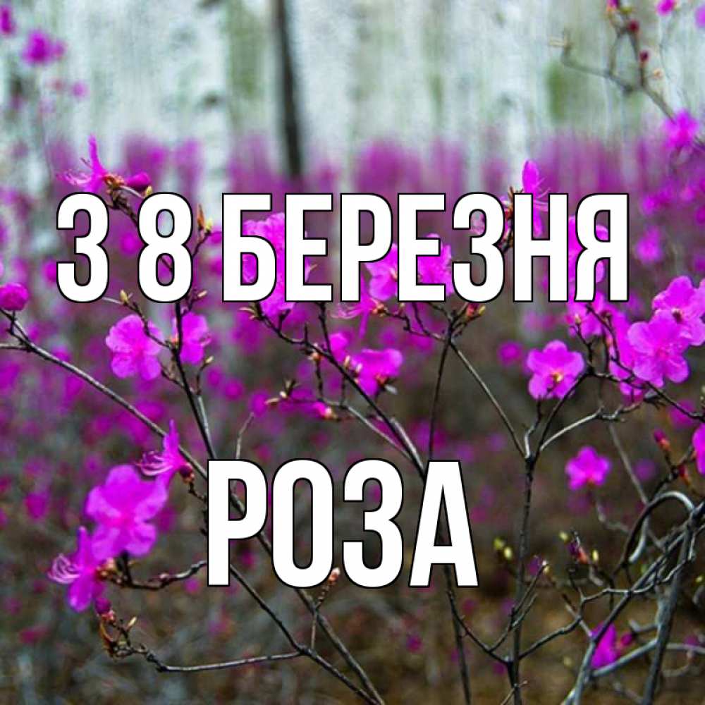 Открытка на каждый день з підписом, Роза З 8 БЕРЕЗНЯ дикие цветы Прикольна листівка з побажанням онлайн скачати безкоштовно 