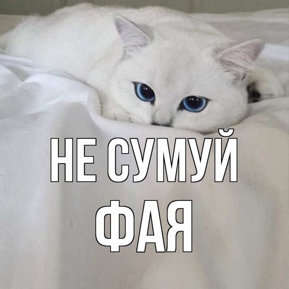 Открытка на каждый день з підписом, Фая Не сумуй белый кот с голубыми глазами на белоснежной кровати Прикольна листівка з побажанням онлайн скачати безкоштовно 
