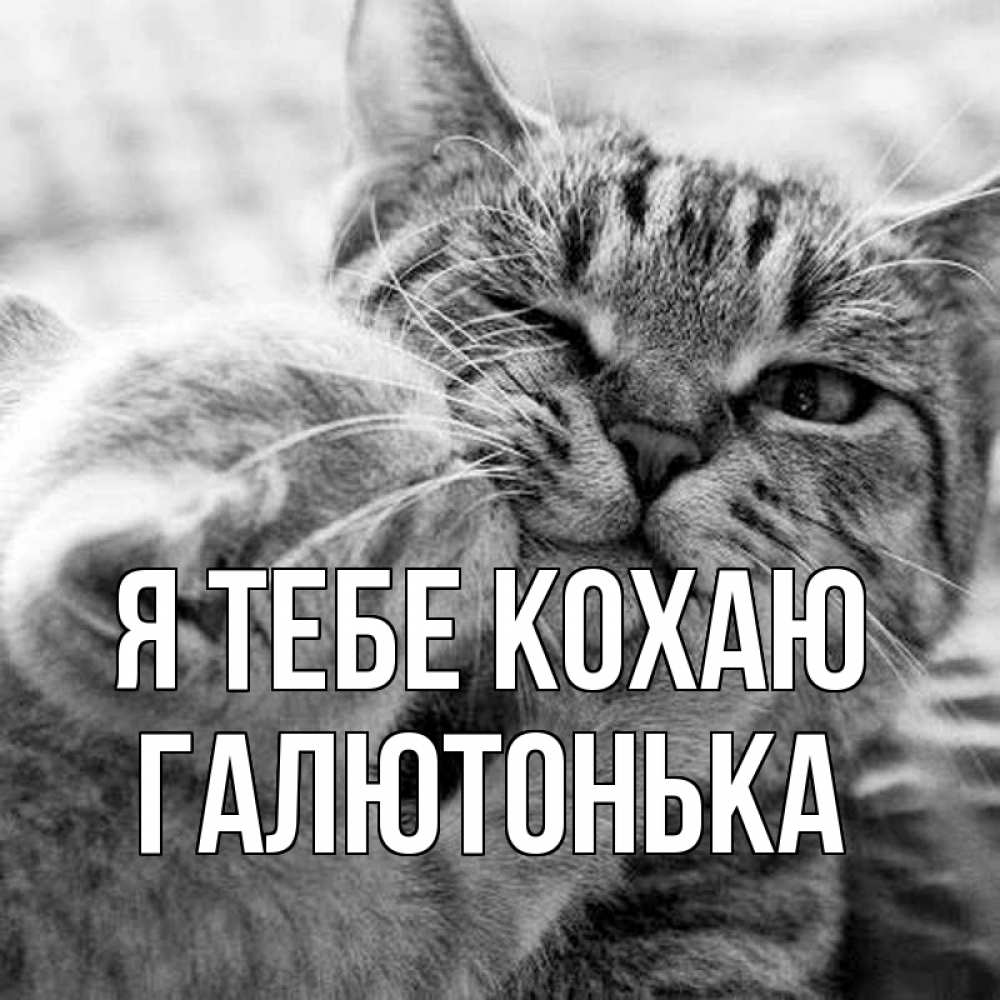 Открытка на каждый день з підписом, Галютонька Я тебе кохаю коты Прикольна листівка з побажанням онлайн скачати безкоштовно 