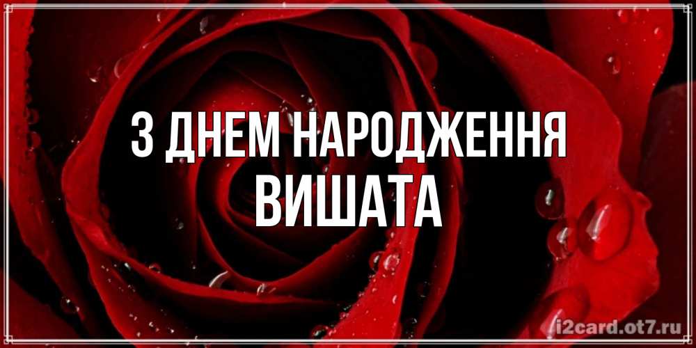 Открытка на каждый день з підписом, Вишата З Днем народження крупная бордовая роза Прикольна листівка з побажанням онлайн скачати безкоштовно 