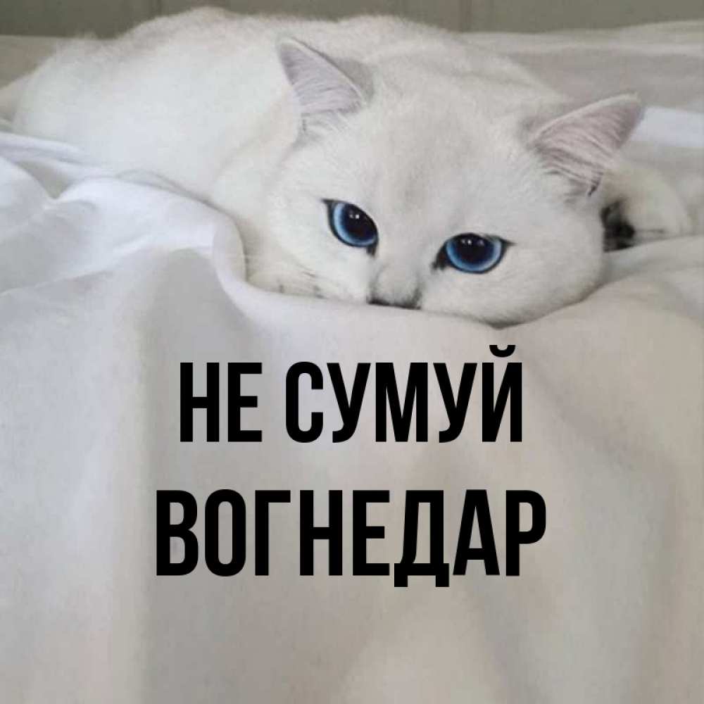 Открытка на каждый день з підписом, Вогнедар Не сумуй Голубоглазая кошка Прикольна листівка з побажанням онлайн скачати безкоштовно 