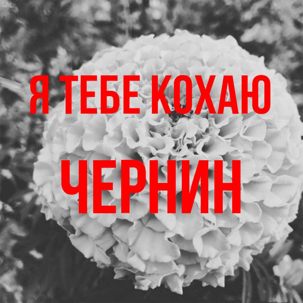 Открытка на каждый день з підписом, Чернин Я тебе кохаю подпись Прикольна листівка з побажанням онлайн скачати безкоштовно 