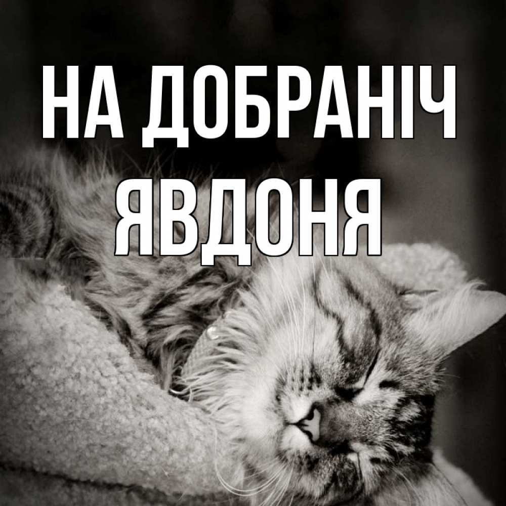 Открытка на каждый день з підписом, Явдоня На добраніч котярик пушистый Прикольна листівка з побажанням онлайн скачати безкоштовно 