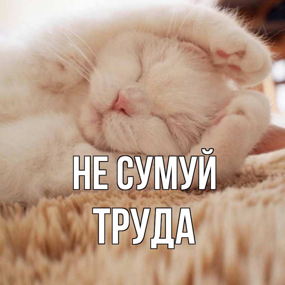 Открытка на каждый день з підписом, Труда Не сумуй белый кот Прикольна листівка з побажанням онлайн скачати безкоштовно 