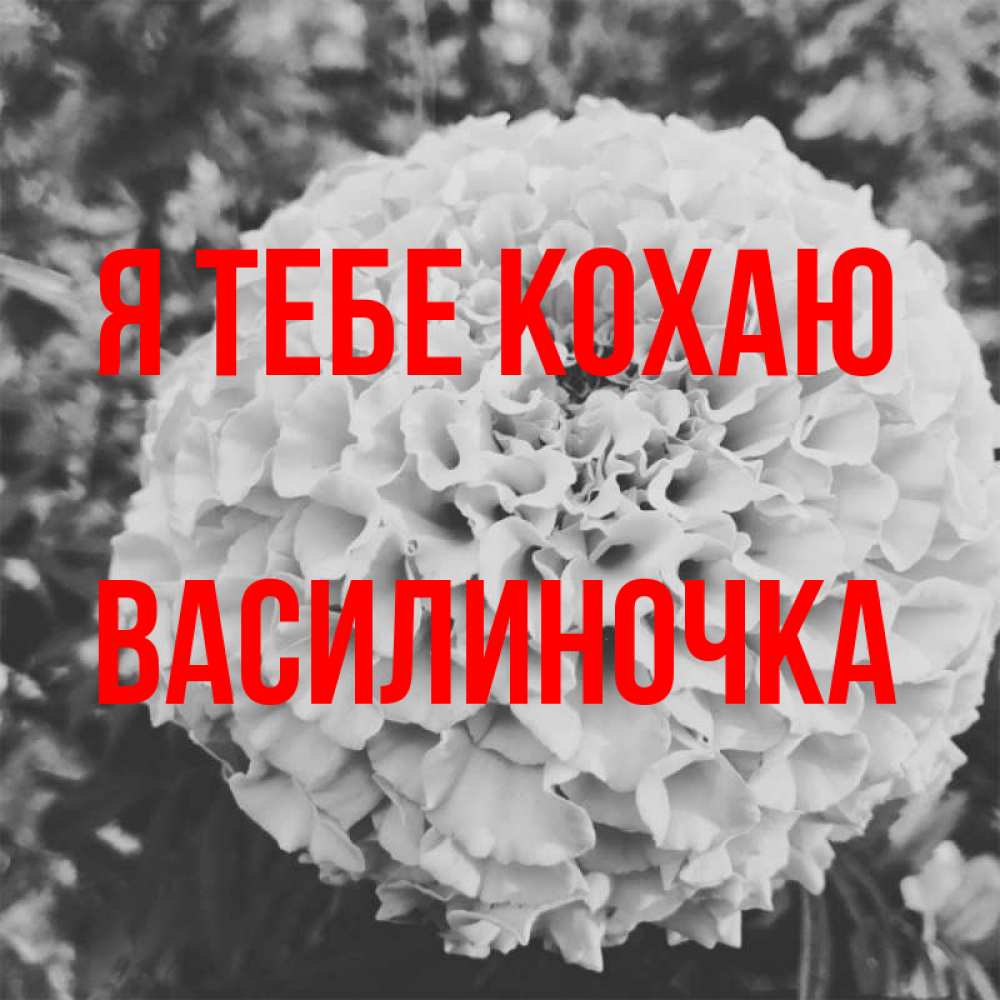 Открытка на каждый день з підписом, Василиночка Я тебе кохаю подпись Прикольна листівка з побажанням онлайн скачати безкоштовно 